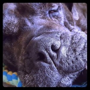 Meet your Posher, Dee